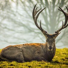 Схема вышивки «олень»