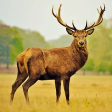 Схема вышивки «олень»