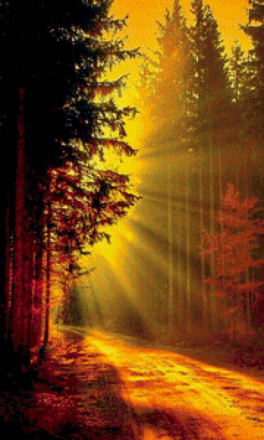 лесная тропинка - природа, солнце, пейзаж, лес - предпросмотр