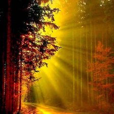 Схема вышивки «лесная тропинка»