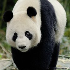панда