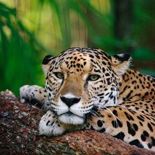 Схема вышивки «леопард»