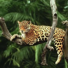 Схема вышивки «леопард»