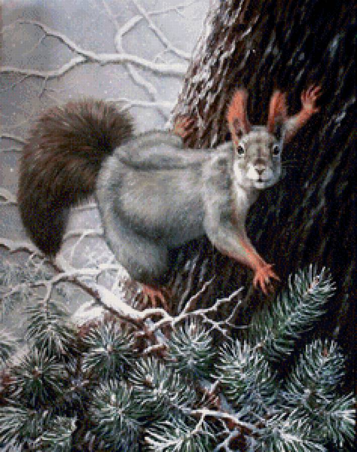 белка - животные, елка, лес, зима - предпросмотр