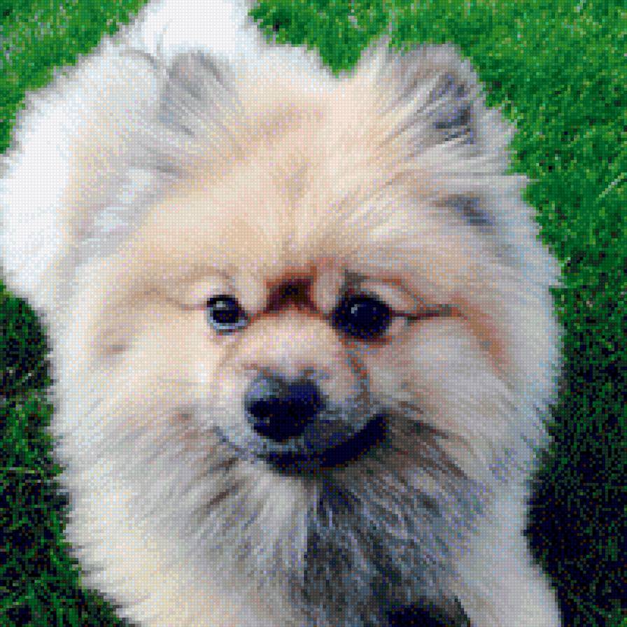 DOLAR - предпросмотр