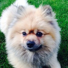 Схема вышивки «DOLAR»