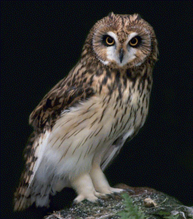 сова - животные, природа, сова - предпросмотр