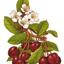 Схема вышивки «№1160578»