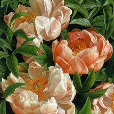 Нежные пионы