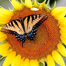 Схема вышивки «Бабочка на подсолнухе»