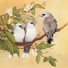 Схема вышивки «птички»