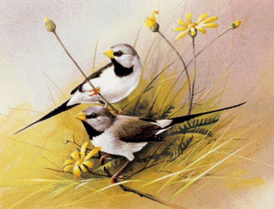 птички - птицы, природа - предпросмотр