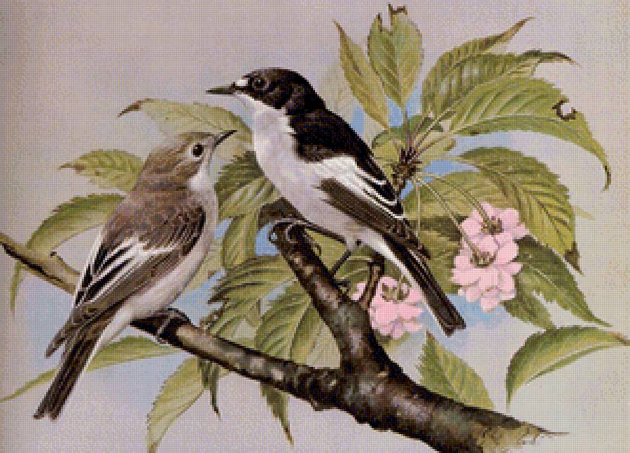 птички - природа, птицы - предпросмотр