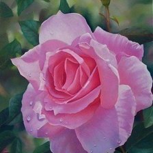 Схема вышивки «Розы»