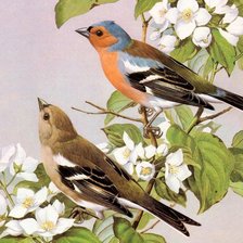 Схема вышивки «птички»