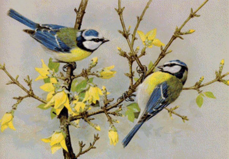 птички - природа, птицы - предпросмотр