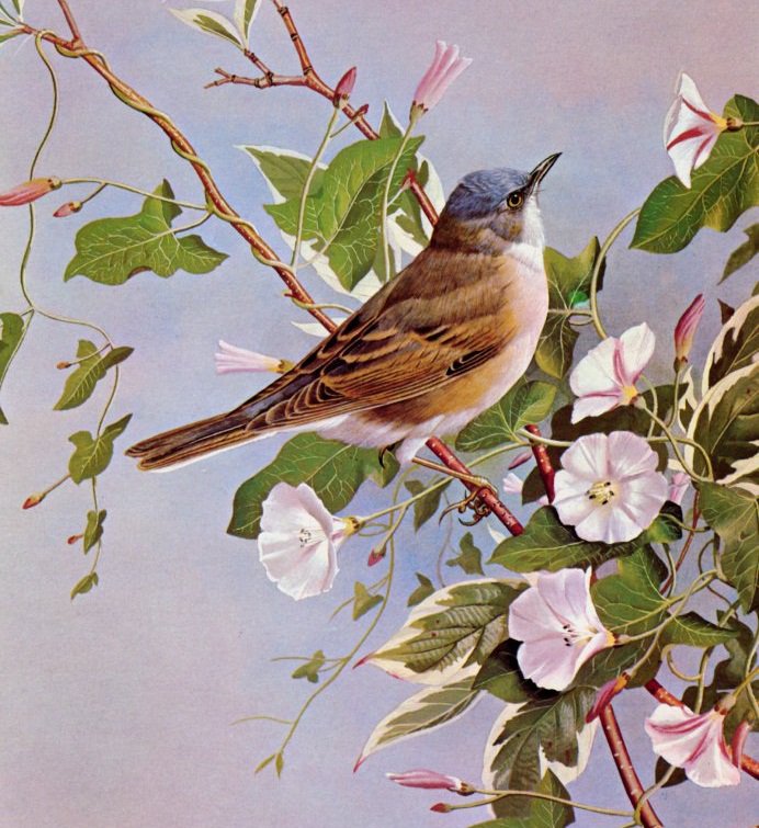 пташка - птицы, природа - оригинал