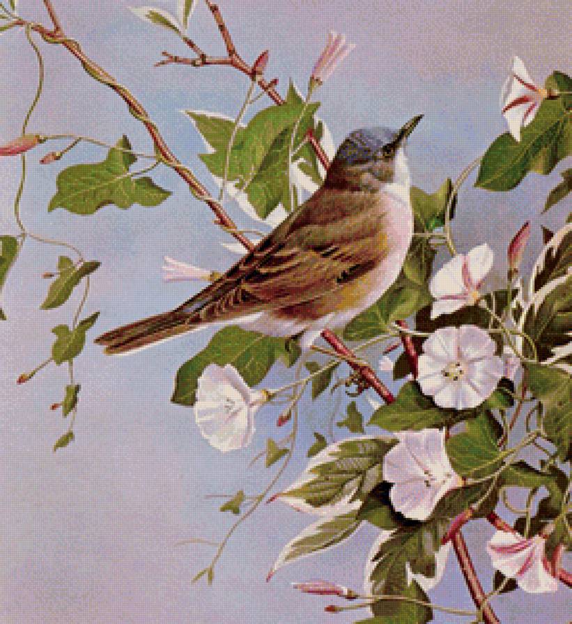 пташка - птицы, природа - предпросмотр