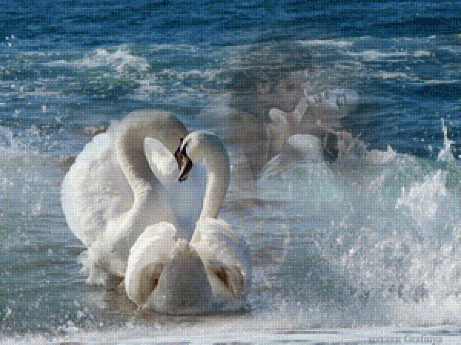 В любви - лебеди, любовь - предпросмотр