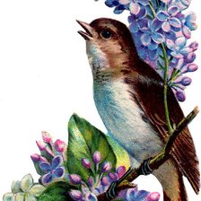 Схема вышивки «ласточка на ветке»