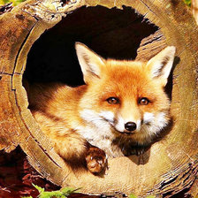 Схема вышивки «Лиса»