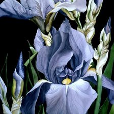 Схема вышивки «Ирисы»