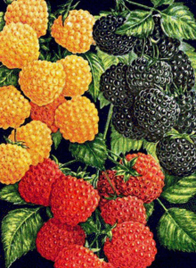 Малина - на кухню, ягоды, ягода - предпросмотр