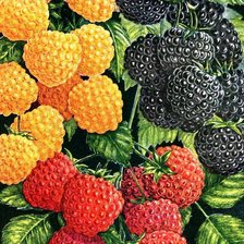 Схема вышивки «Малина»