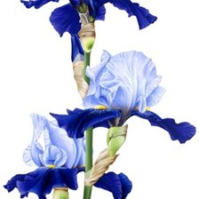 Ирисы на белом