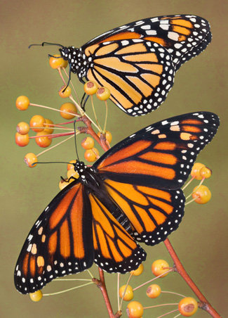 Бабочки - ягоды, бабочка, бабочки - оригинал