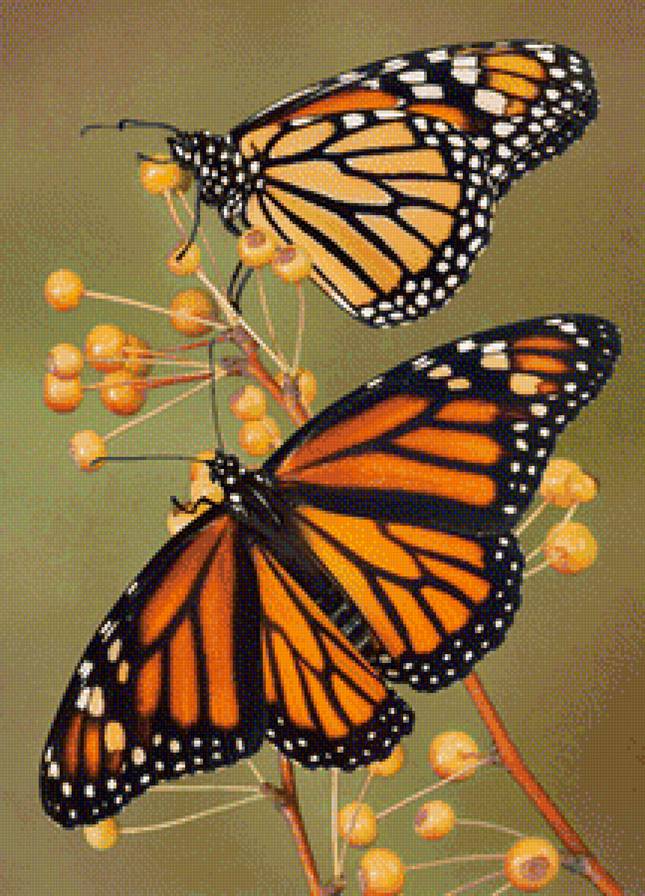 Бабочки - бабочки, бабочка, ягоды - предпросмотр