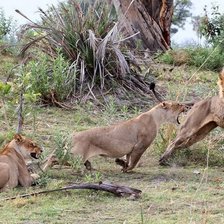 Схема вышивки «львы»