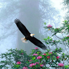 Схема вышивки «птица»