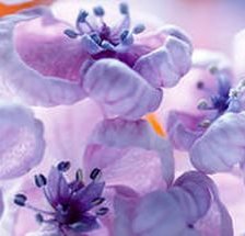 сиреневенькие цветы