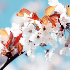 Схема вышивки «sakura»