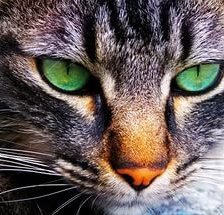 Схема вышивки «котейка с зелеными глазами»