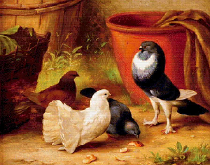 голуби - природа, птицы - предпросмотр