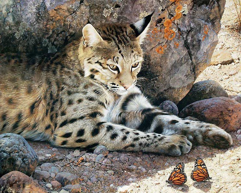 дикая природа - природа, звери - оригинал