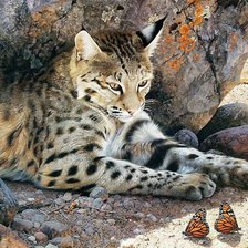 Схема вышивки «дикая природа»