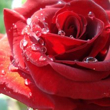 Схема вышивки «роса»