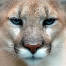 Схема вышивки «№1163760»