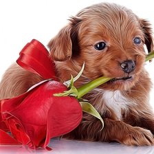 Схема вышивки «№1163762»