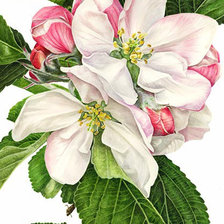 Схема вышивки «№1163945»