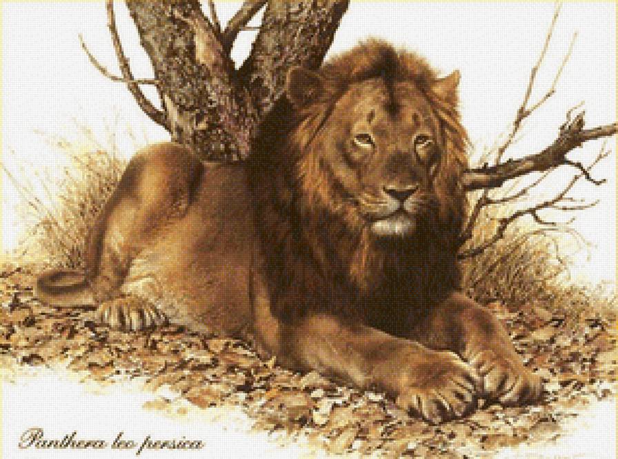 царь зверей - животные, лев - предпросмотр