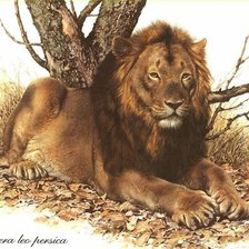 царь зверей