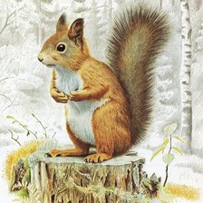 Схема вышивки «Белочка»