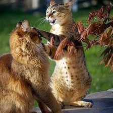 Схема вышивки «коты»