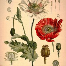 Схема вышивки «№1164785»