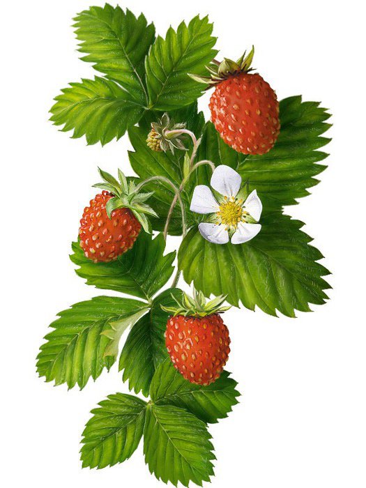 Лесная земляничка - панно, ягоды, панель, земляника, для кухни, цветы, клубника - оригинал