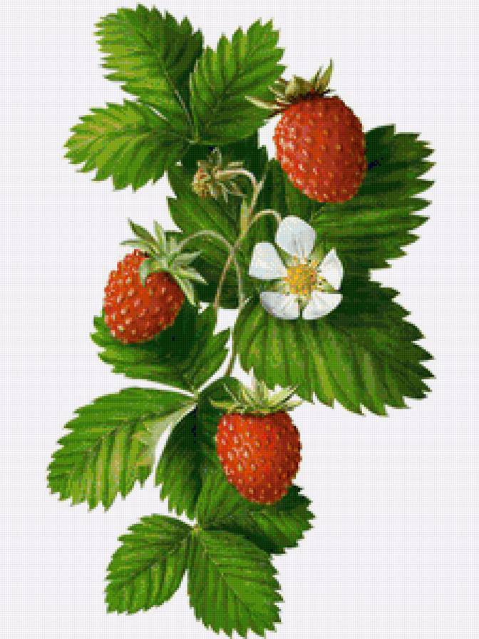 Лесная земляничка - земляника, цветы, панно, ягоды, для кухни, панель, клубника - предпросмотр